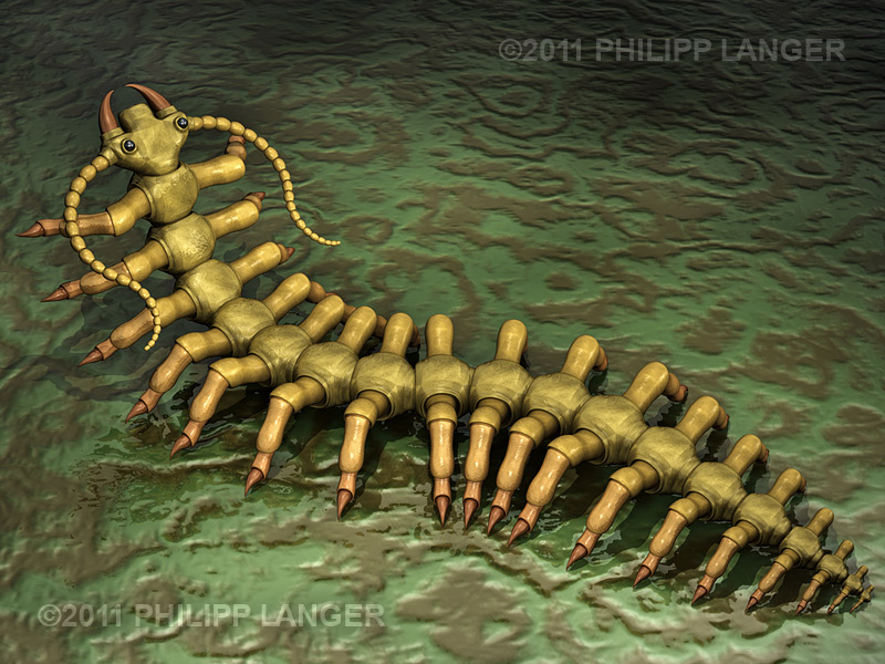 Hundertfüßer / Centipede / 2011