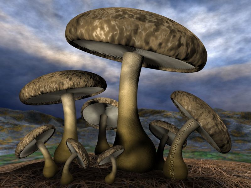 Pilze in der Abenddämmerung / Mushrooms in the Dusk / 2009