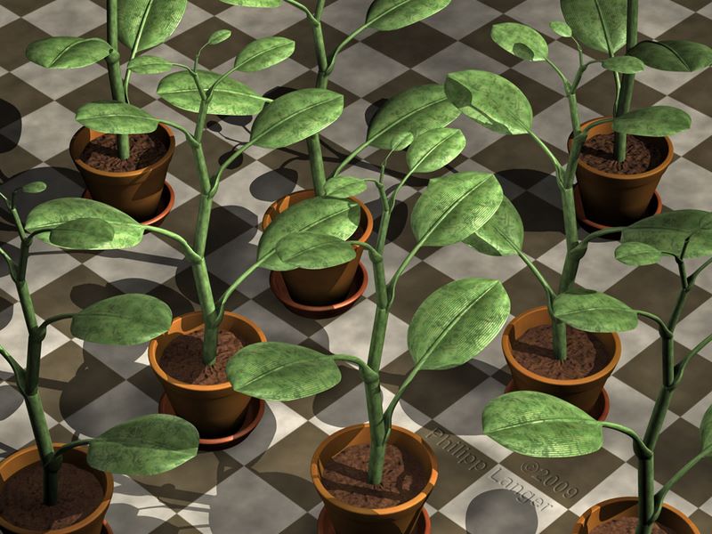 Tropenpflanzen in Terracotta-Töpfen / Tropical Plants in Terracotta Pots / 2009