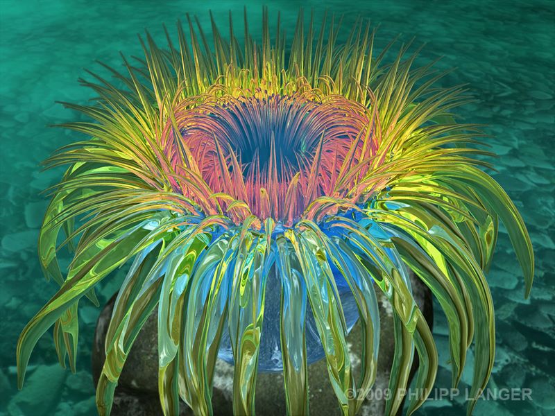 Seeanemone / Sea Anemone / 2009