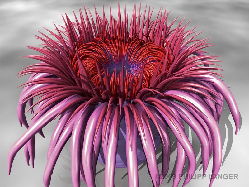 Seeanemone 2 / Sea Anemone 2 / 2009