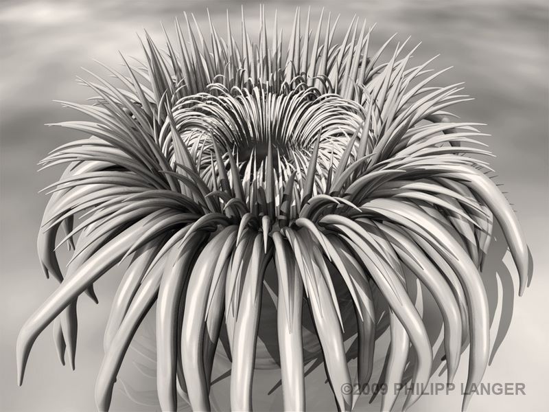 Seeanemone 3 / Sea Anemone 3 / 2009