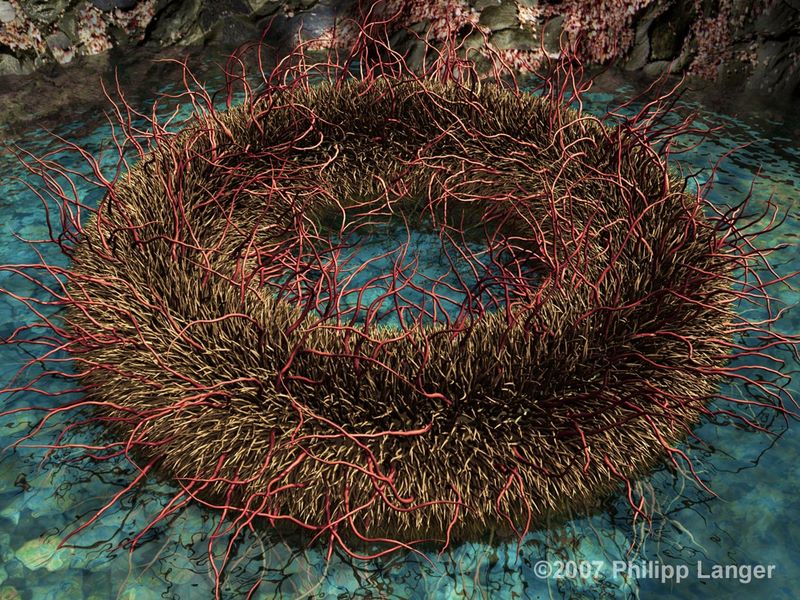 Stachelring / Sting Torus / 2007