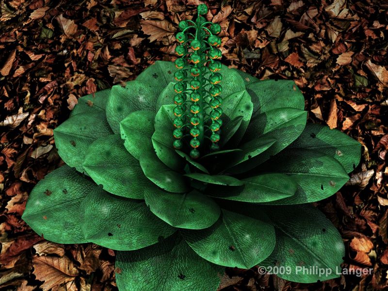 Beeren tragende Pflanze im Herbst / Berry Plant in Autumn / 2009