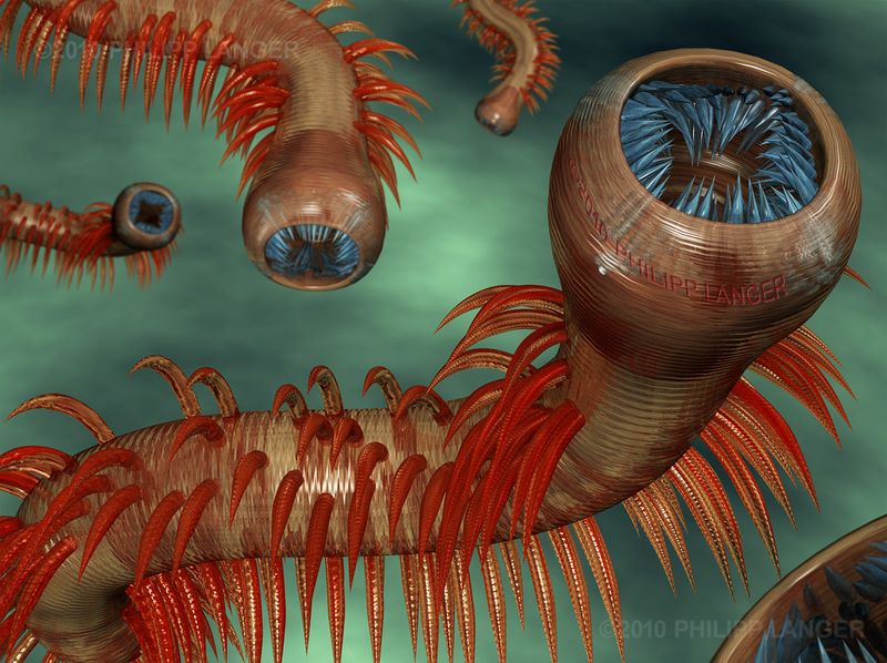 Marine Borstenwürmer /  Marine Bristle Worms / 2010